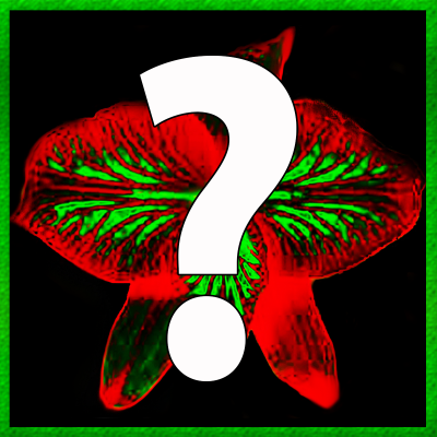 Tangerine Orchid NFT Creator: Free Your Music with NFTs